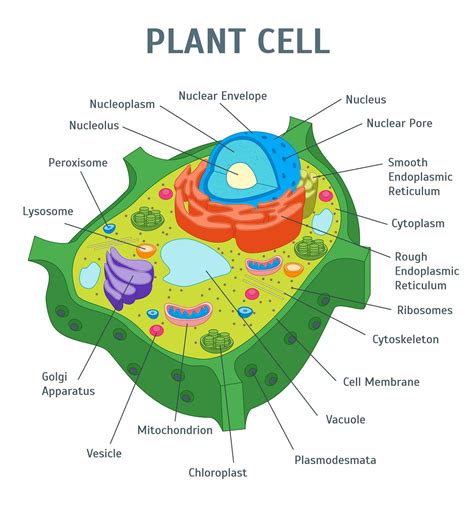 Free Printable Plant Cell Diagram